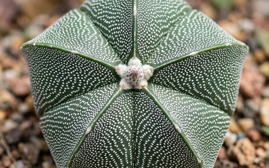 Identifica e cura Bishop's Cap (Astrophytum myriostigma) con Plant AI