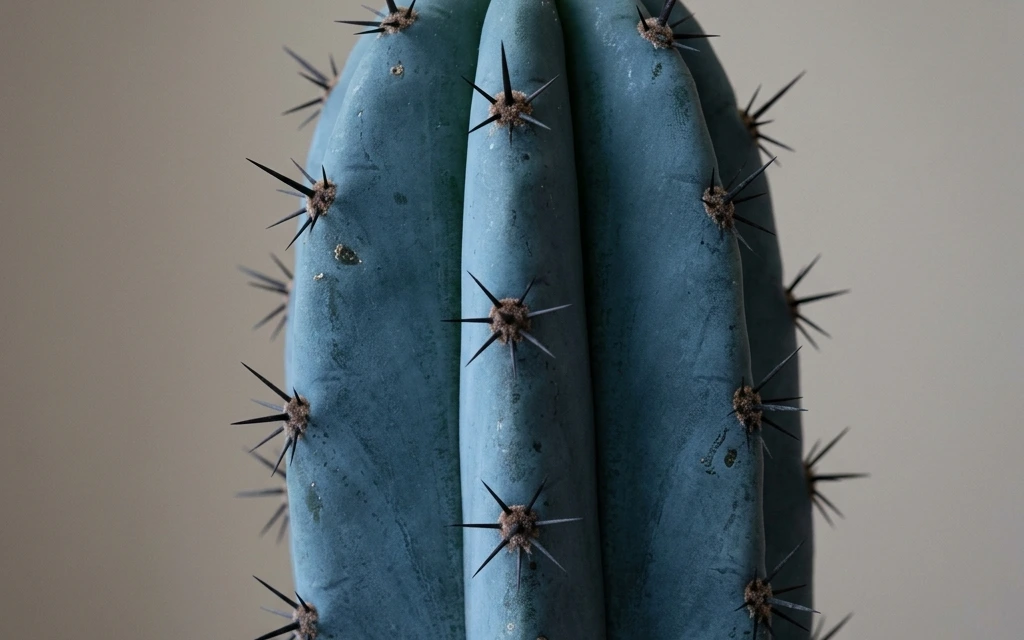 Identifica e cura Blue Candle Cactus (Myrtillocactus geometrizans) con Plant AI
