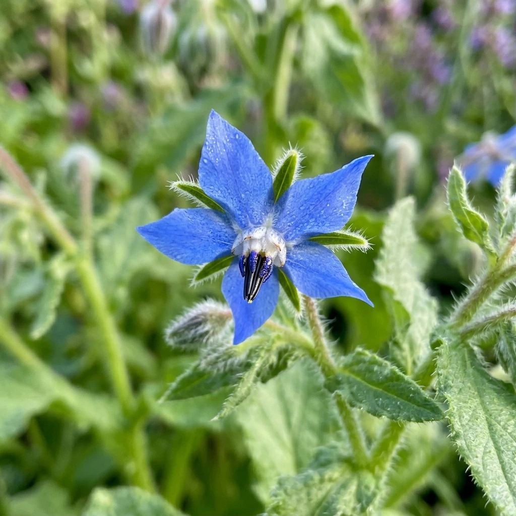 Identifica e cura Borragine (Borago officinalis) con Plant AI
