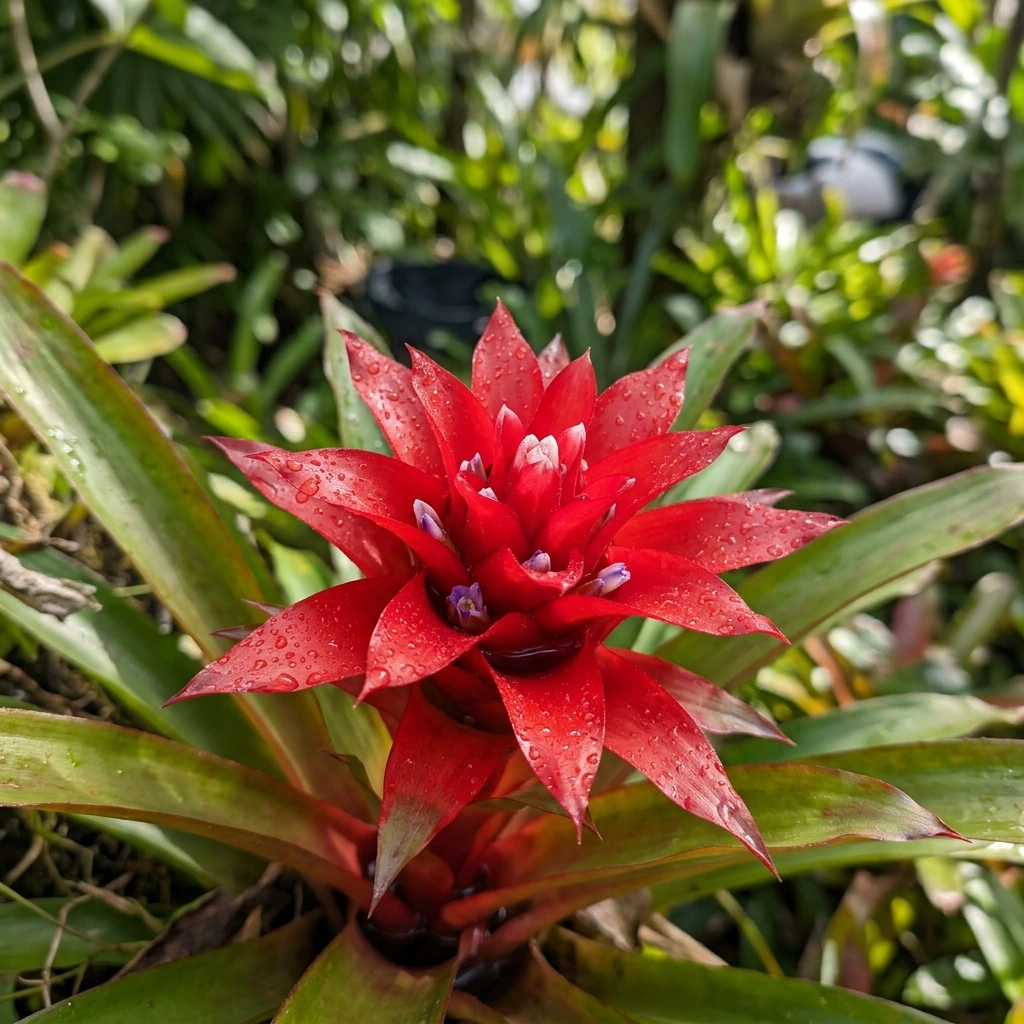 Identifica e cura Bromeliad (Bromeliaceae) con Plant AI