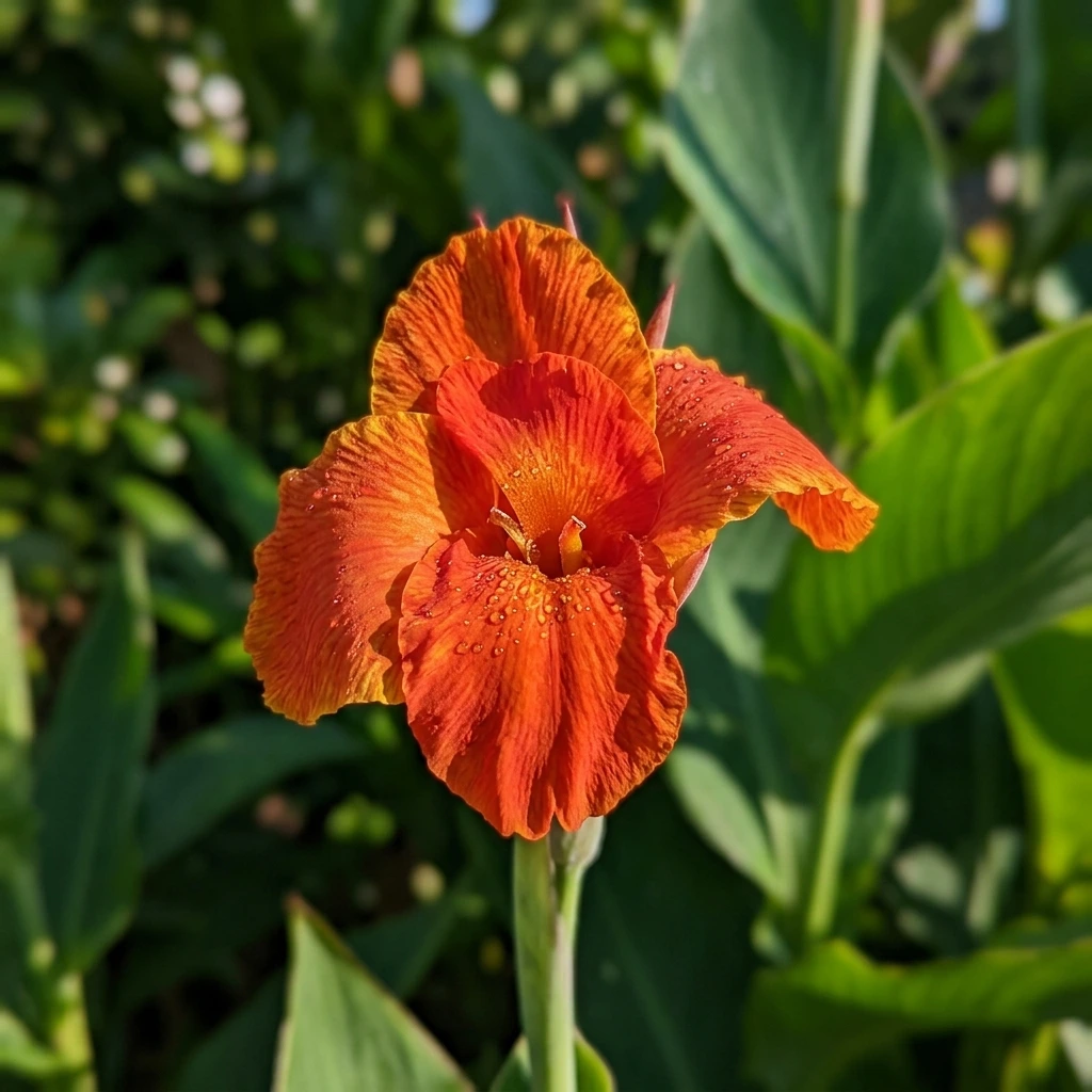 Identifica e cura Canna Lily (Canna) con Plant AI
