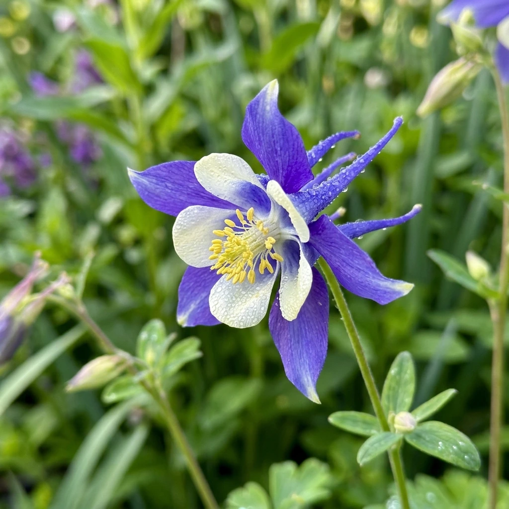 Identifica e cura Columbine (Aquilegia) con Plant AI