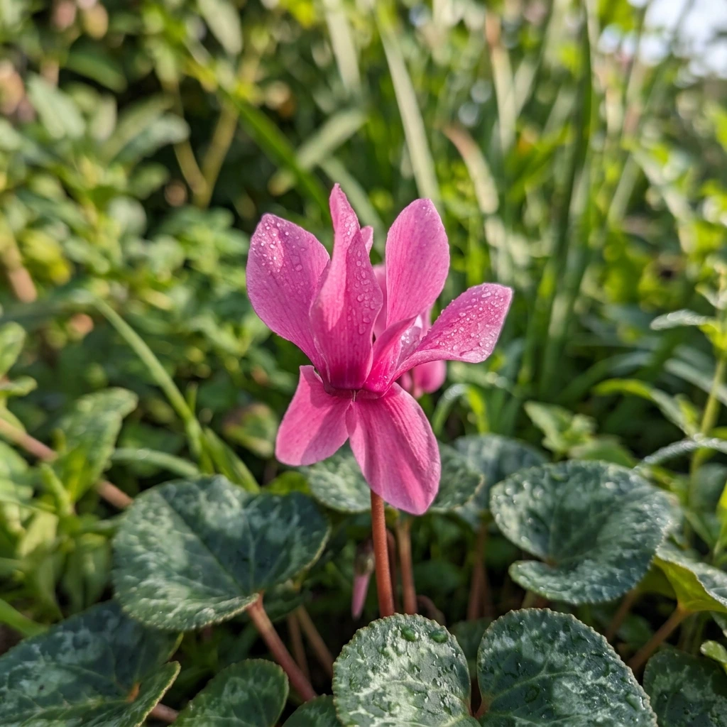 Identifica e cura Cyclamen (Cyclamen) con Plant AI