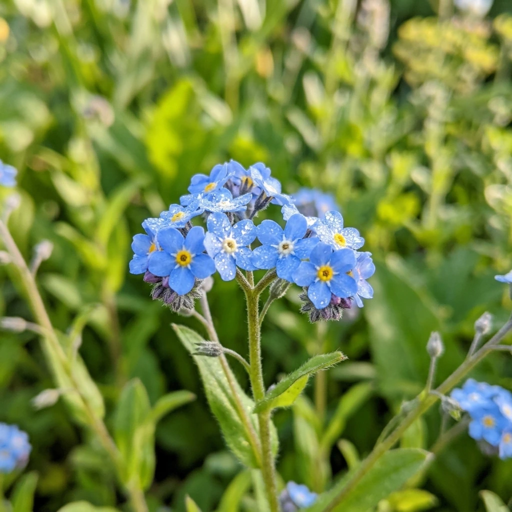 Identifica e cura Forget-Me-Not (Myosotis) con Plant AI