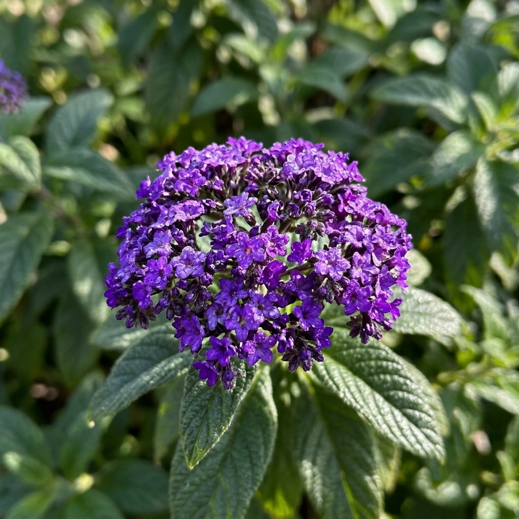 Identifica e cura Heliotrope (Heliotropium arborescens) con Plant AI