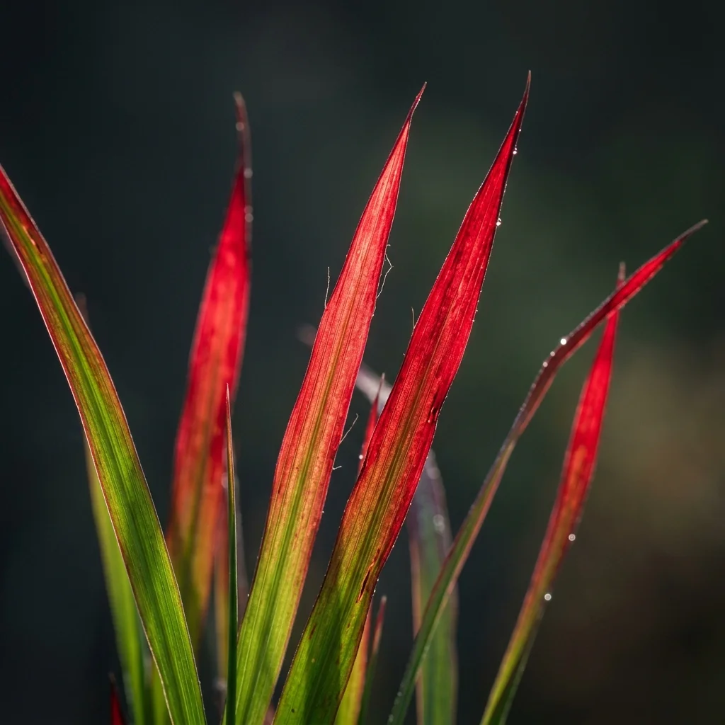 Identifica e cura Japanese Blood Grass (Imperata cylindrica 'Rubra') con Plant AI