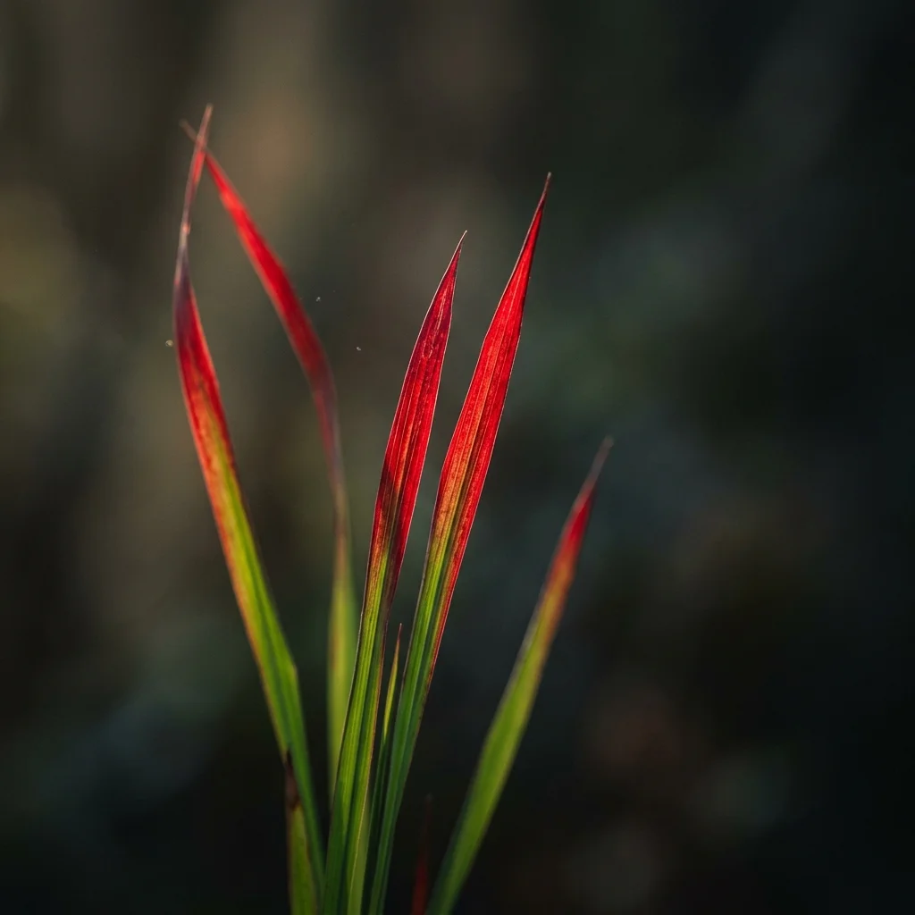 Identifica e cura Red Baron Grass (Imperata cylindrica 'Red Baron') con Plant AI