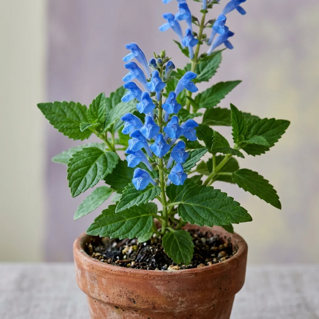 Identifica e cura Skullcap (Scutellaria lateriflora) con Plant AI