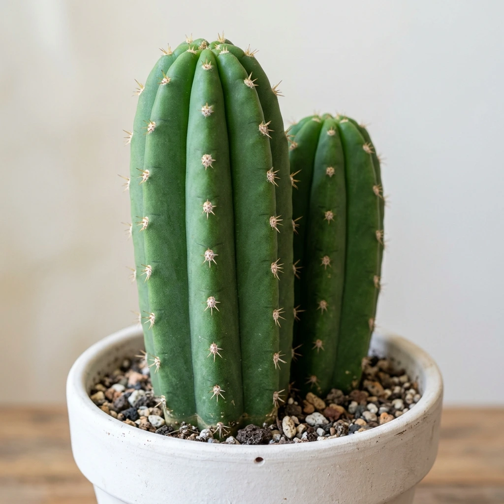 Identifica e cura Cactus San Pedro (Echinopsis pachanoi) con Plant AI